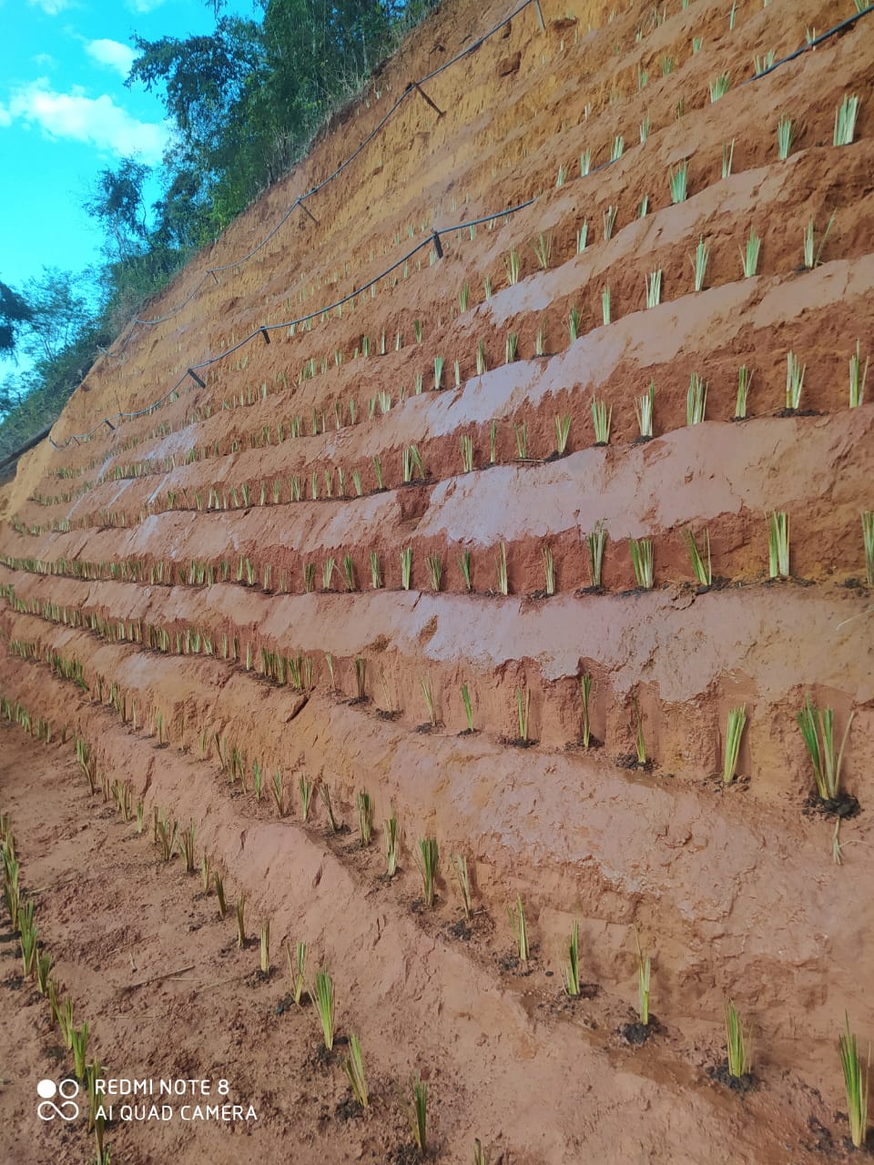 Plantio técnico de vetiver em encosta com linhas de irrigação