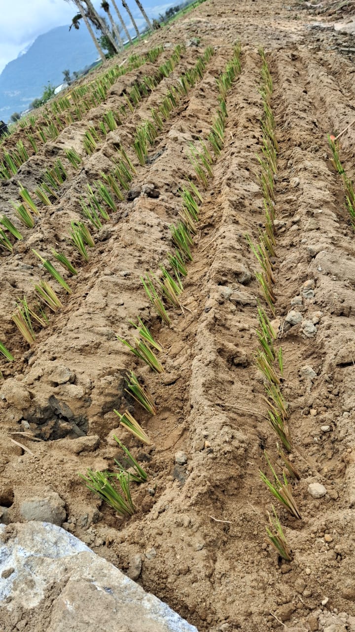 Plantio em linhas de mudas de vetiver para controle de erosão