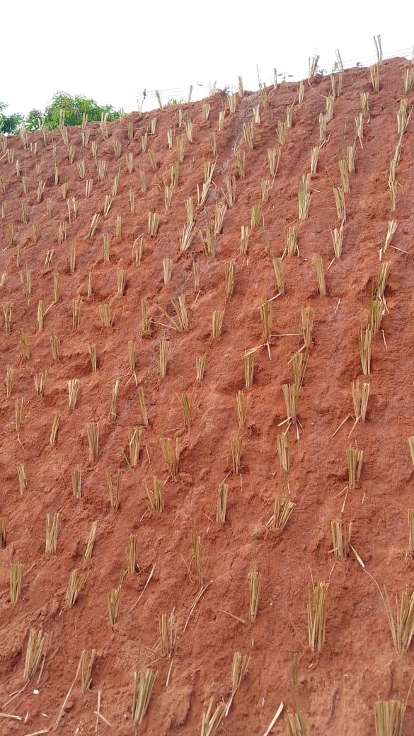 Talude com mudas de vetiver distribuídas para estabilização